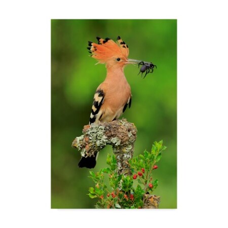 Trademark Fine Art Andres Miguel Dominguez Fine Art, Multicolor